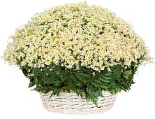 Цветочная композиция из Ромашки в корзине #REPLACE_PRED# Можайске
